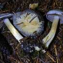 Image of Cortinarius volvatus A. H. Sm. 1939