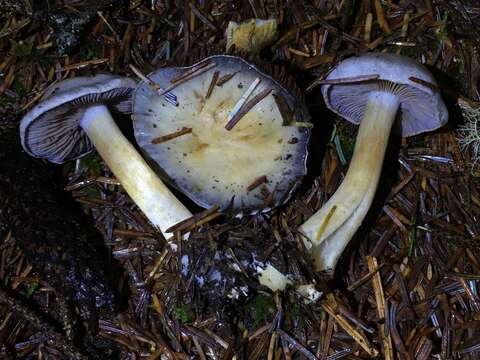 Image of Cortinarius volvatus A. H. Sm. 1939