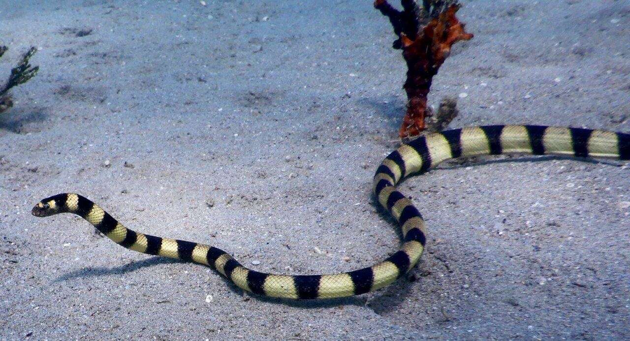 Image of Slender-necked Seasnake