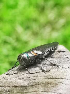 Image of Jewel beetle