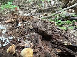 Image of Ophiocordyceps smithii (Mains) G. H. Sung, J. M. Sung, Hywel-Jones & Spatafora 2007