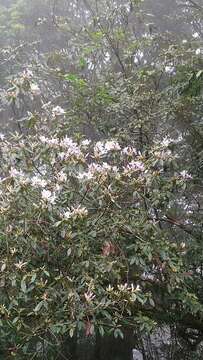 Image of Rhododendron latoucheae Franch.