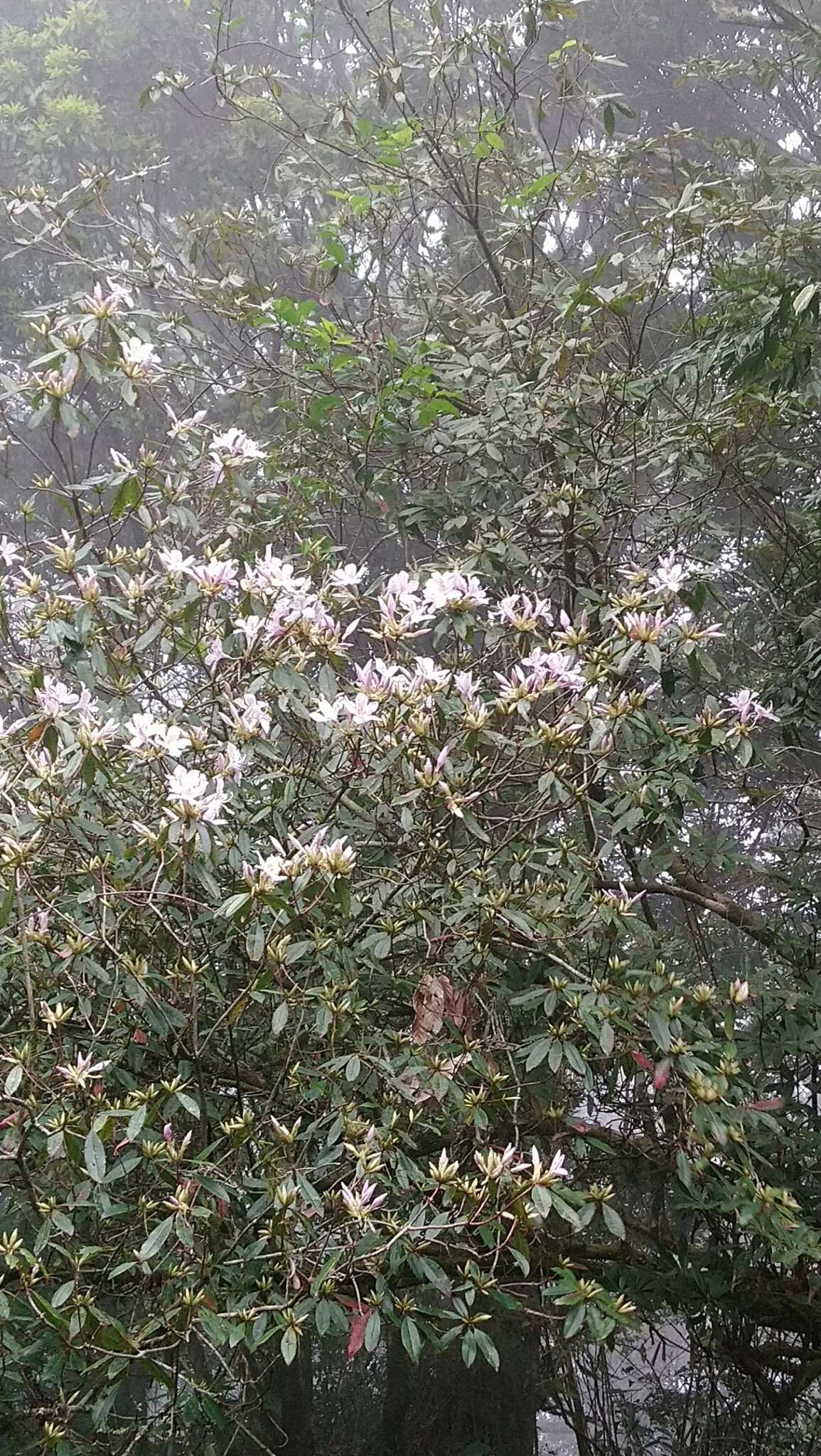 Image of Rhododendron latoucheae Franch.