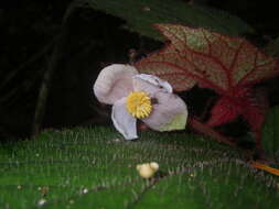 Слика од Begonia baviensis Gagnep.