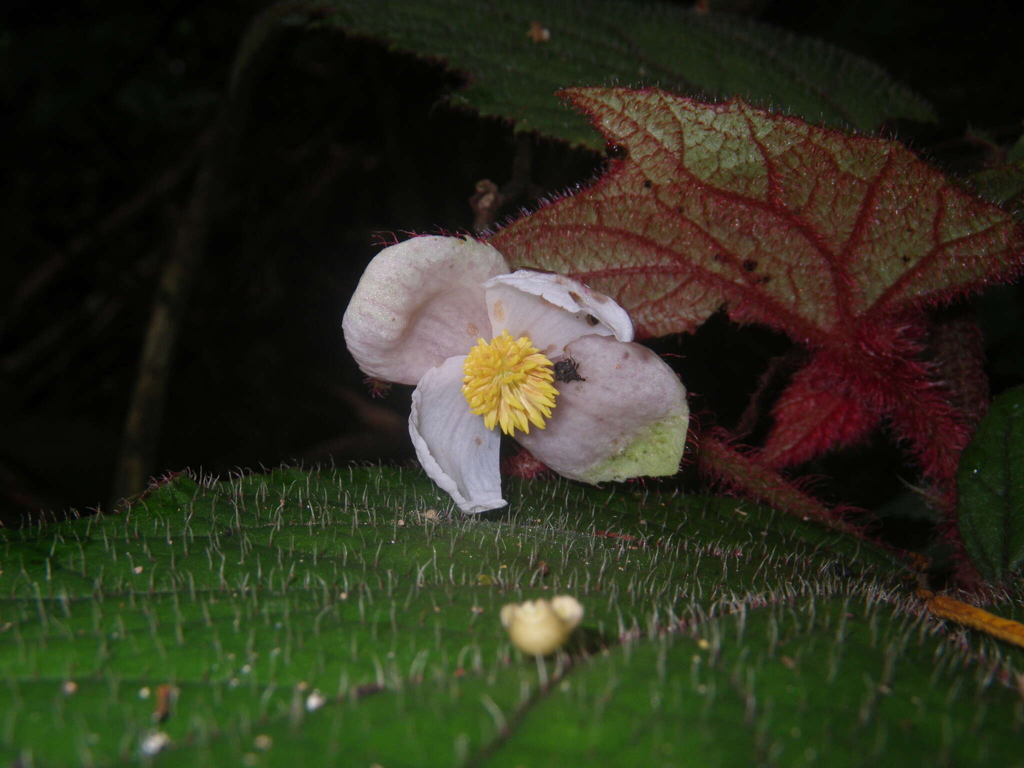 Слика од Begonia baviensis Gagnep.