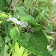 Image of Lepechinia salviifolia (Kunth) Epling