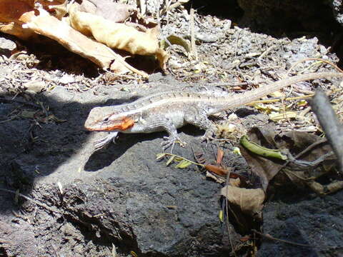 Image of Sceloporus variabilis olloporus Smith 1937