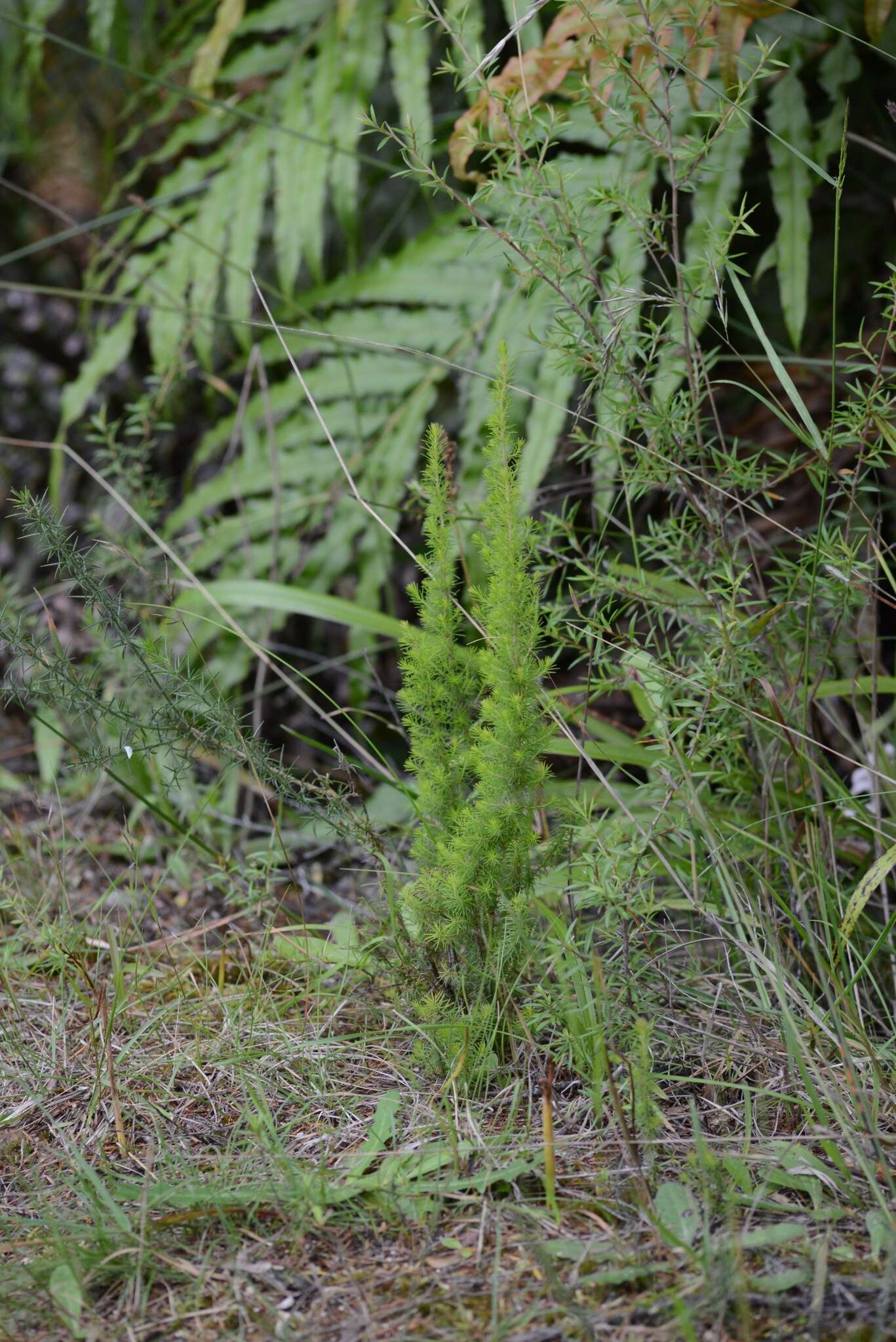 Image of Portuguese Heath