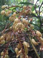 Image of Erythrorchis altissima (Blume) Blume