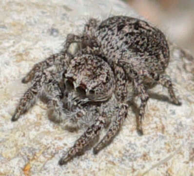 Image of Habronattus peckhami (Banks 1921)