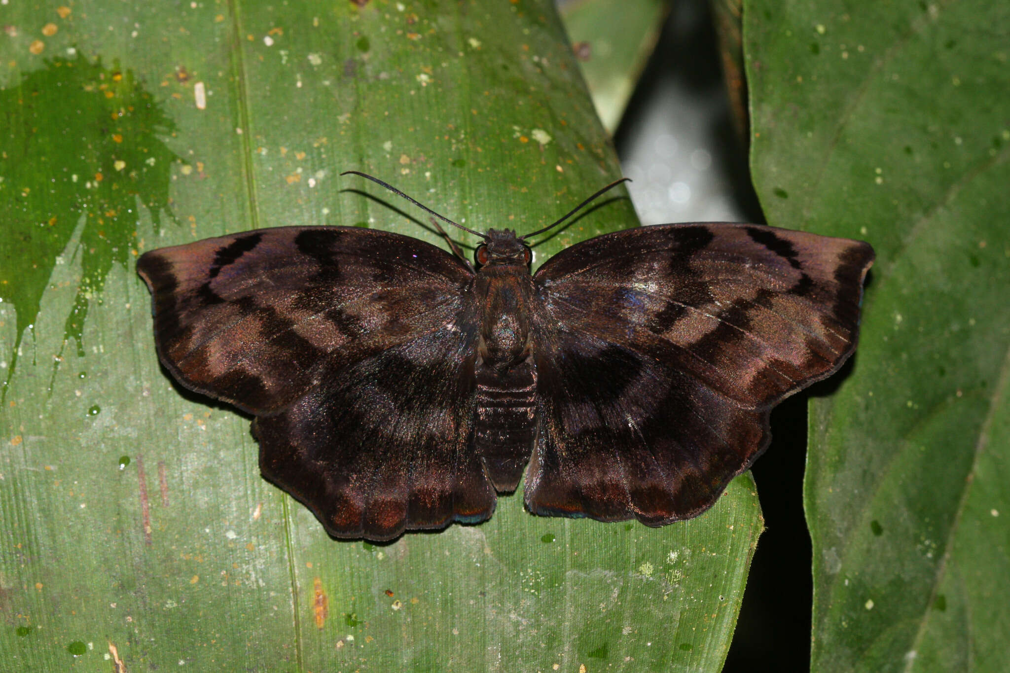 Image of Achlyodes busirus Stoll 1782