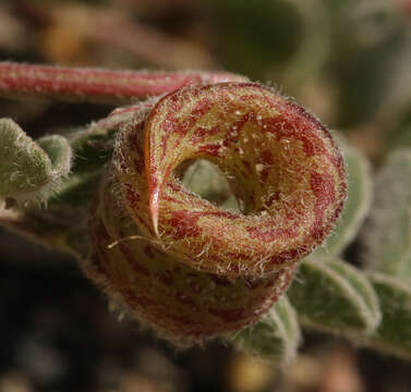 Image of Astragalus lentiginosus var. pseudiodanthus