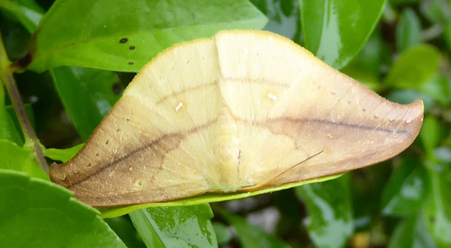 Image of Tridrepana argentistriga Warren 1896