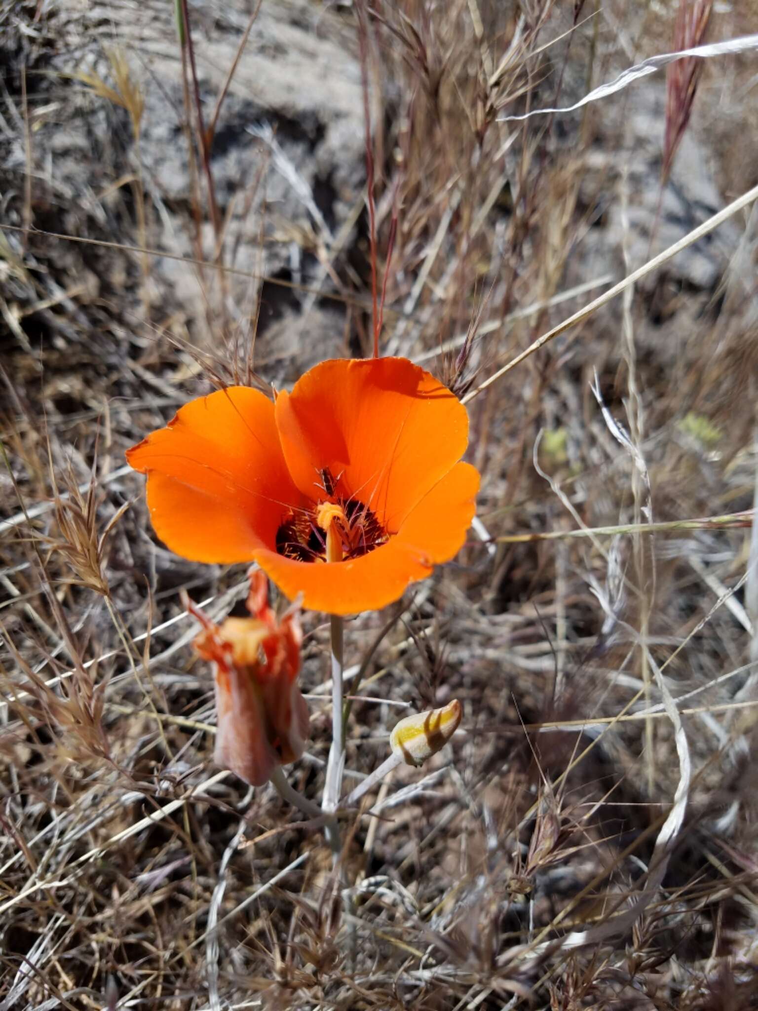 Imagem de Calochortus kennedyi Porter