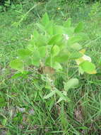 Image of soybean