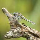 Image of Orthetrum internum McLachlan 1894