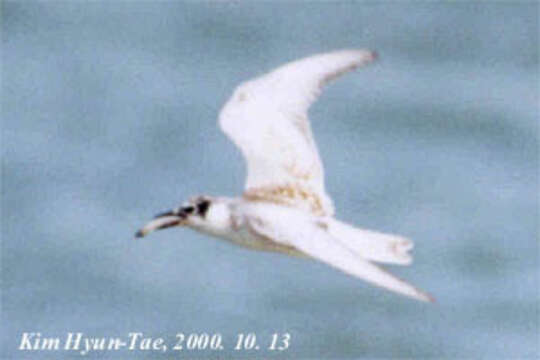 Image of Whiskered Tern