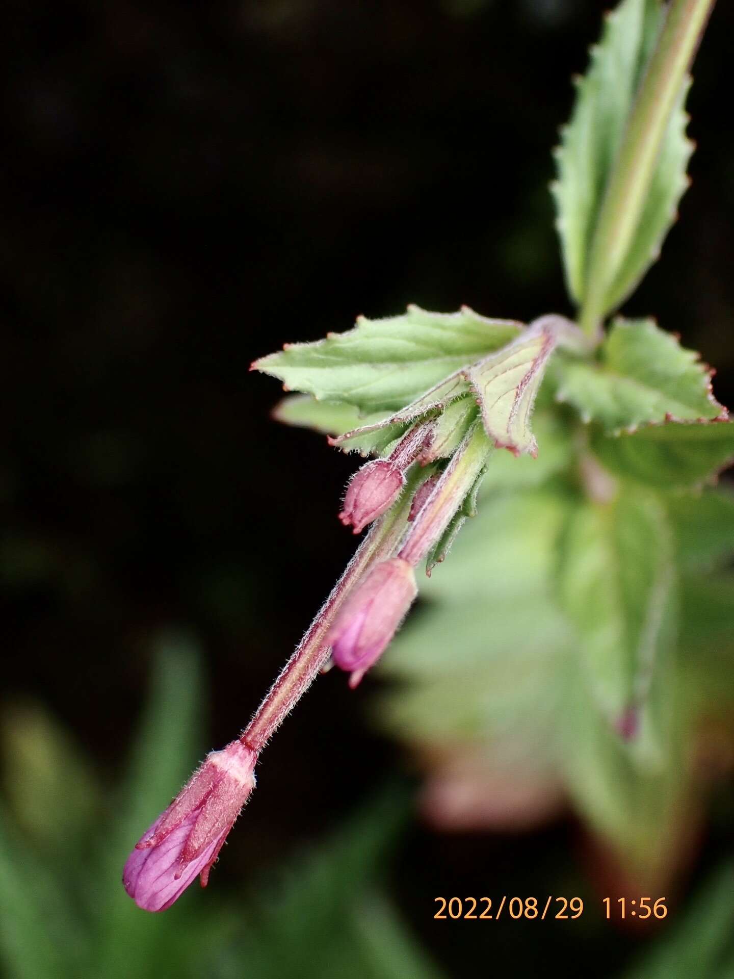 Image de Epilobium hohuanense S. S. Ying