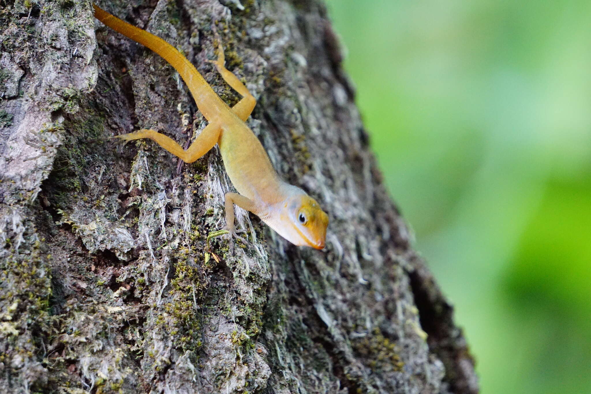 Anolis luciae Garman 1887的圖片