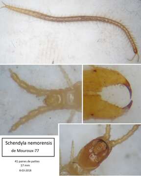 Image of Schendyla nemorensis (C. L. Koch 1837)