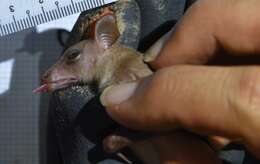 Image of Dagger-toothed Long-nosed Fruit Bat