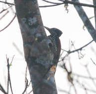 Image of Crimson-backed Flameback