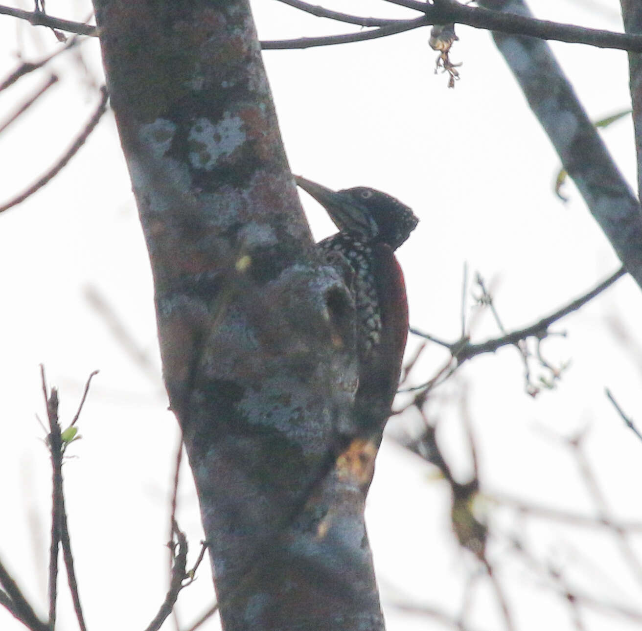 Image of Crimson-backed Flameback