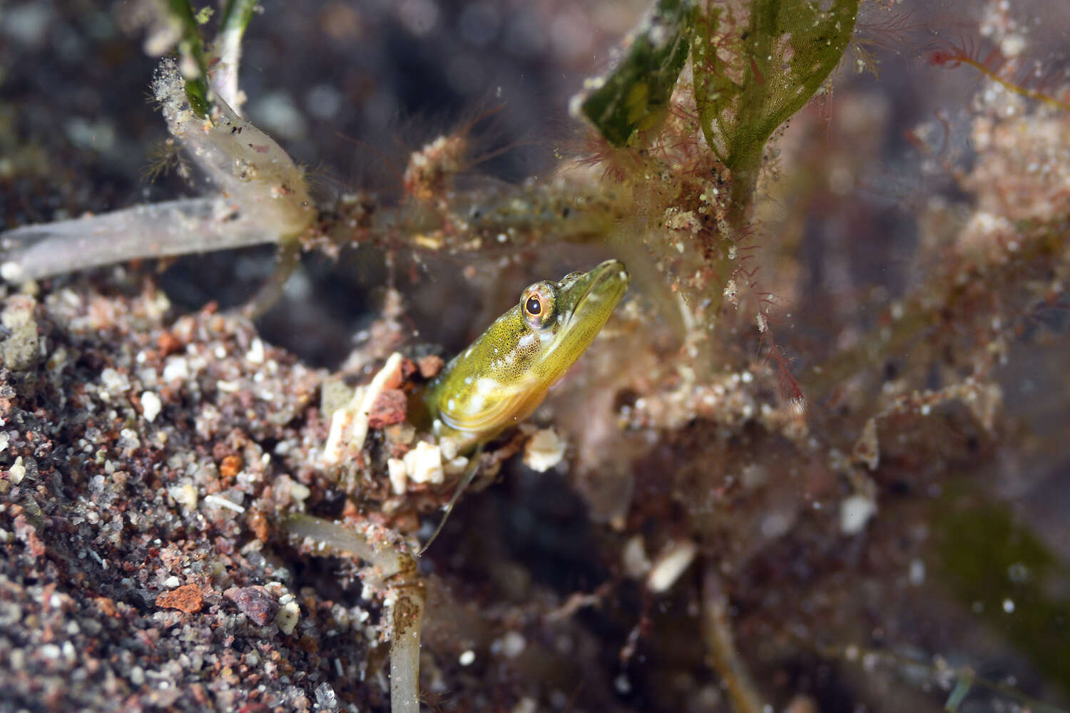 Image of Yellowface Pikeblenny