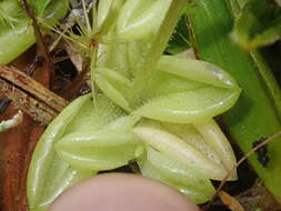 Image of Pinguicula antarctica Vahl