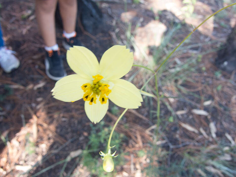 Image of Cosmos landii var. achalconensis T. E. Melchert