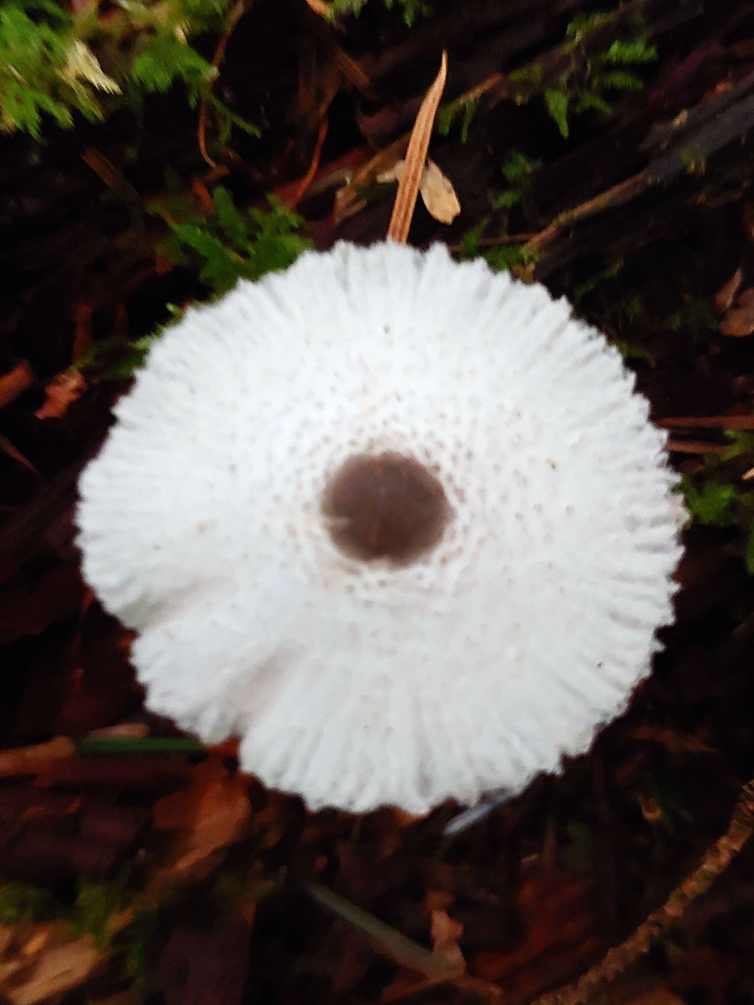 Image of Leucocoprinus brebissonii (Godey) Locq. 1943