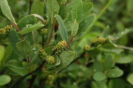 Image of Myrica gale subsp. tomentosa (C. DC.) E. Murray