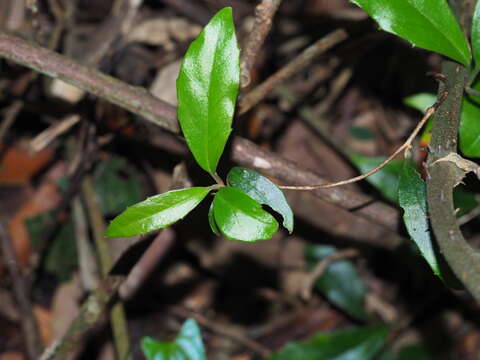 Image of Zanthoxylum nitidum (Roxb.) DC.