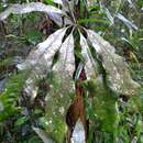 Image of Anthurium sinuatum Benth. ex Schott