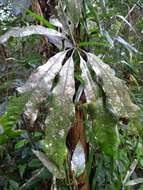 Image de Anthurium sinuatum Benth. ex Schott