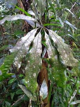 Image of Anthurium sinuatum Benth. ex Schott