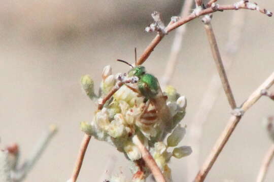 Image of Honey-bellied Agapostemon