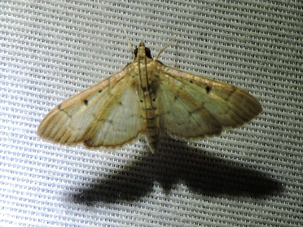 Image de Herpetogramma bipunctalis Fabricius 1794