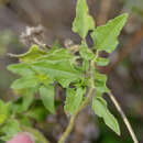 Image of Texas sunflower