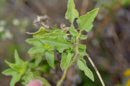 Image of Texas sunflower