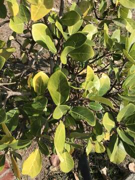 Imagem de Ficus pedunculosa Miq.