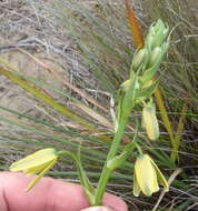 Image of Albuca flaccida Jacq.