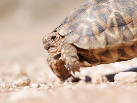 Image of Serrated Tortoise