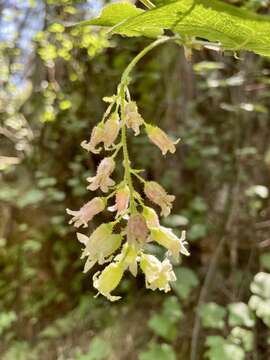 Image of Ribes ciliatum Humb. & Bonpl. ex Roem. & Schult.