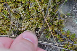 Image of Coprosma perpusilla subsp. perpusilla