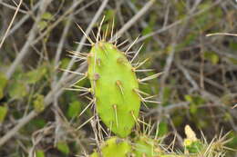 Opuntia triacanthos的圖片