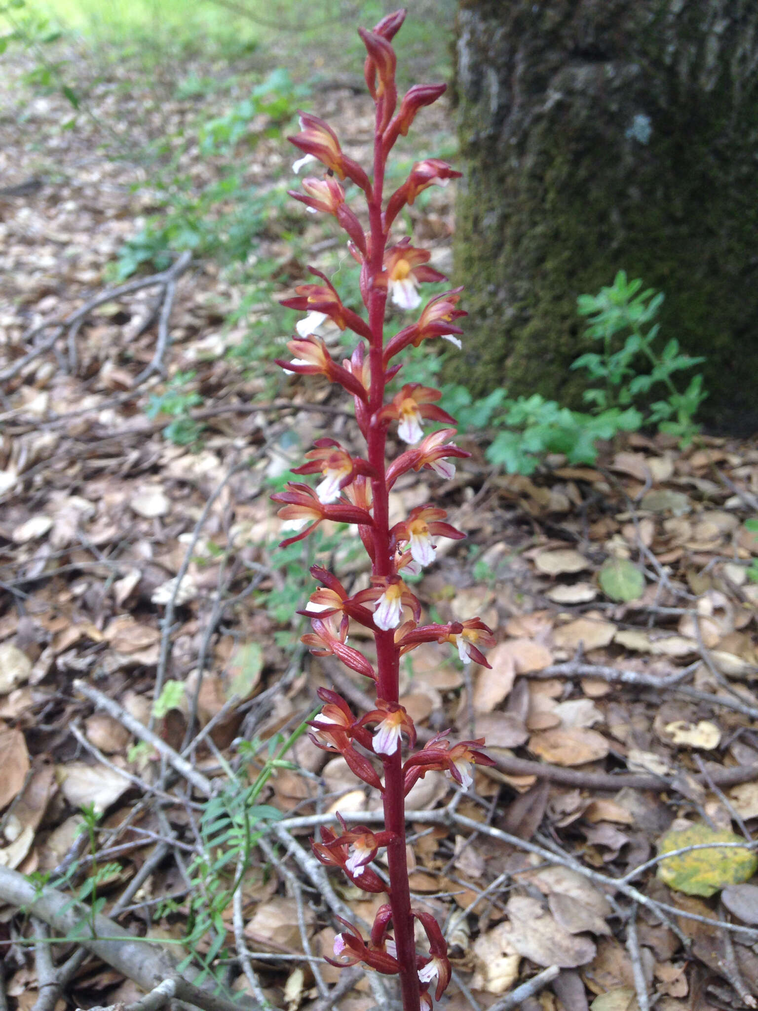 Image of Spotted coralroot