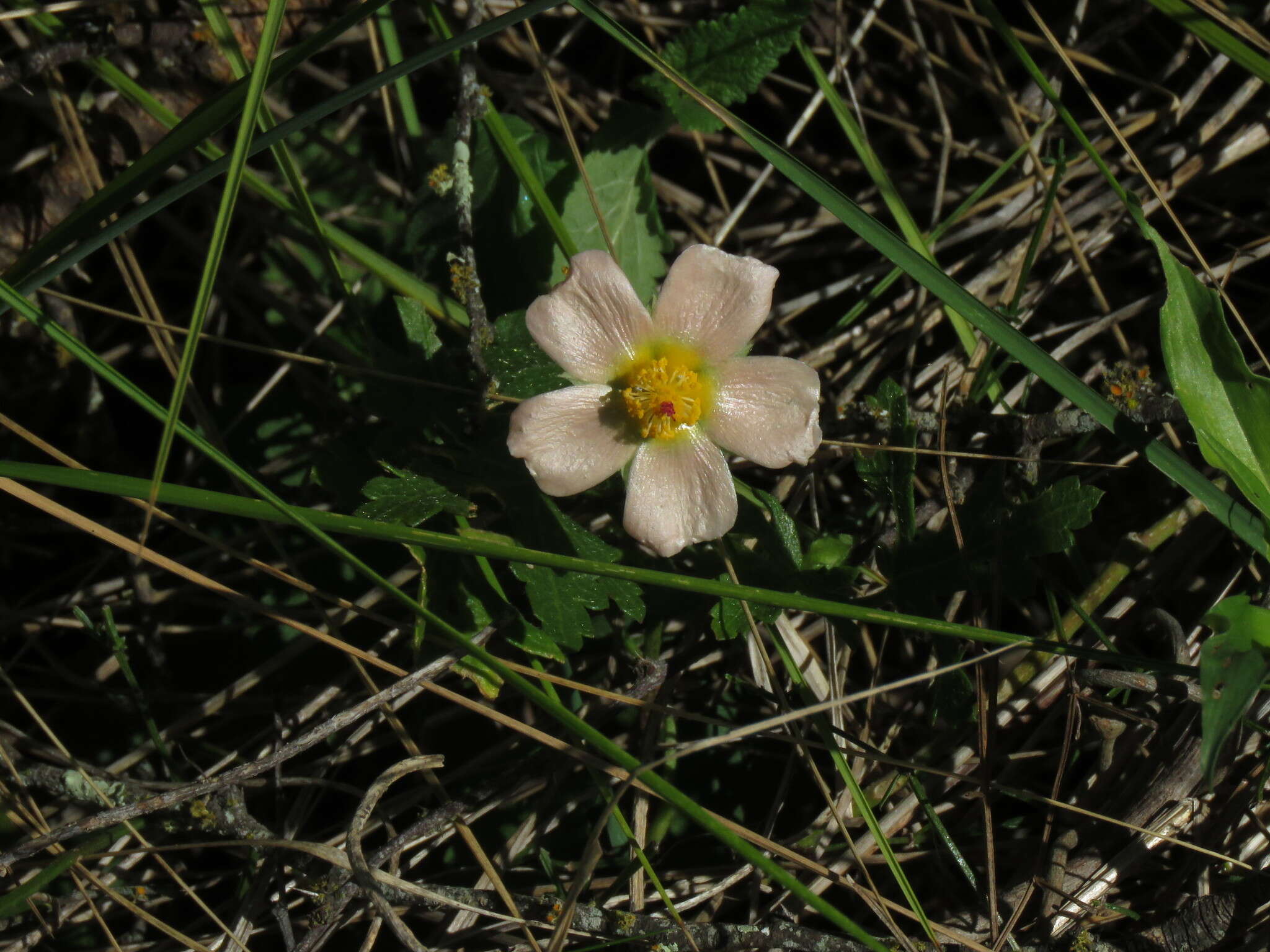 Imagem de Modiolastrum malvifolium (Griseb.) Schumann