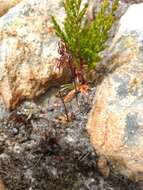 Image of Drimia convallarioides (L. fil.) J. C. Manning & Goldblatt