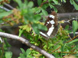 Image de Neptis rivularis Scopoli 1763